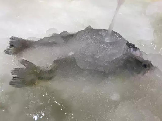 3T/24H Slurry Ice Machine Ice Making Machine For Seafood